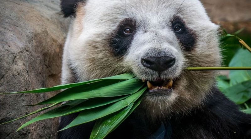 Panda Names: A Look into the Adorable World of Panda Naming